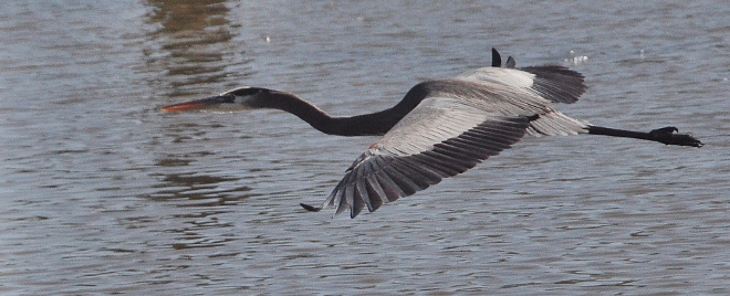 a heron skims the water of Armand Bayou